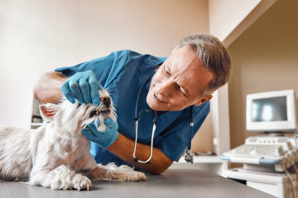 Best Emergency Dental Care for Sports Injuries in Wheeling, IL